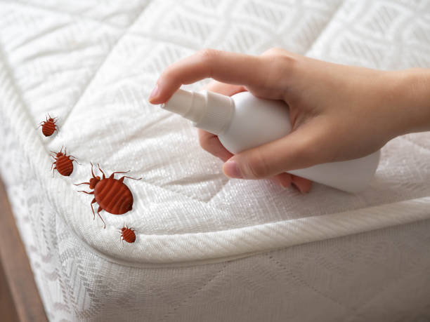 Best Wasp Removal Services  in Bessemer City, NC