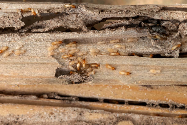 Best Affordable Pest Control Services  in Bessemer City, NC